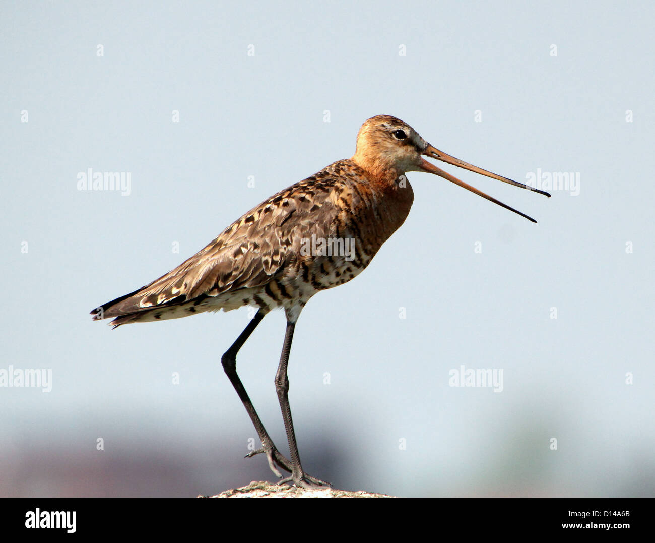 Black-tailed Godwit,(Limosa limosa) standing sentry on a pole to guard the nest, calling out in alarm Stock Photo
