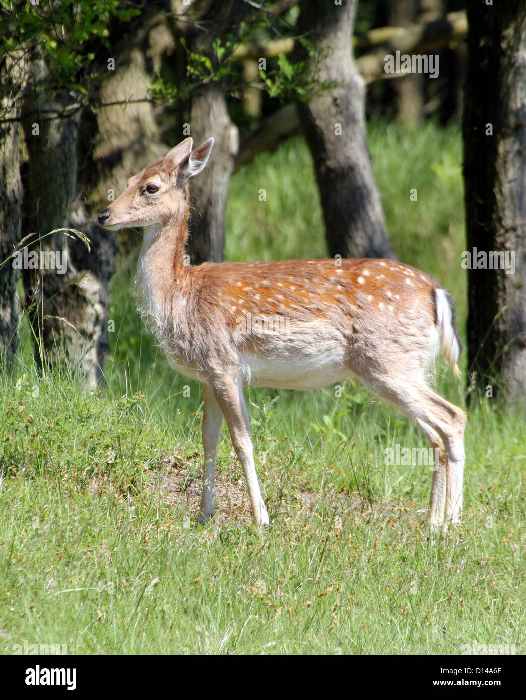 A young  Fallow Deer doe (dama dama) standing alert in a sunny meadow with trees Stock Photo