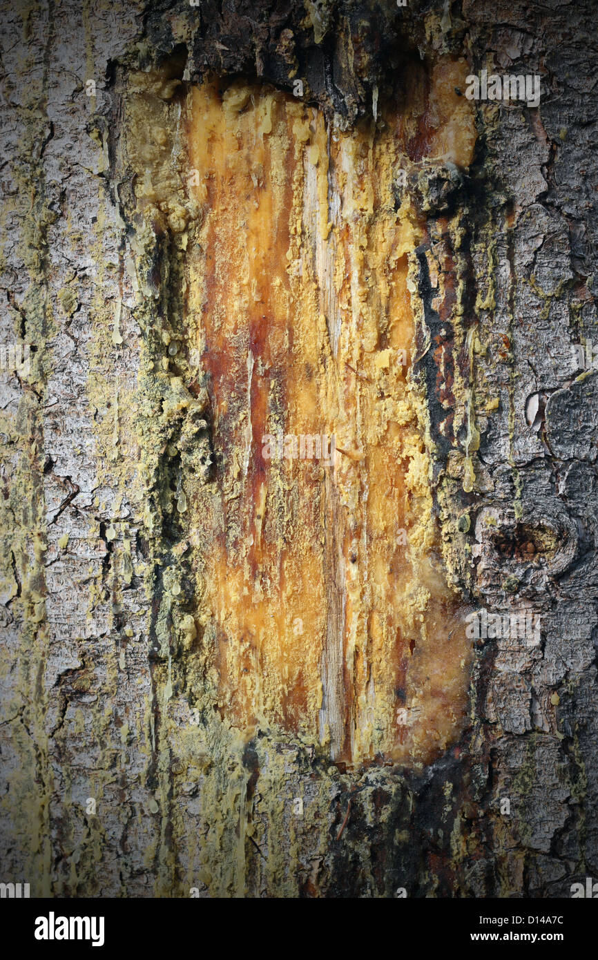 scar full with resin on a spruce trunk with added vignette Stock Photo