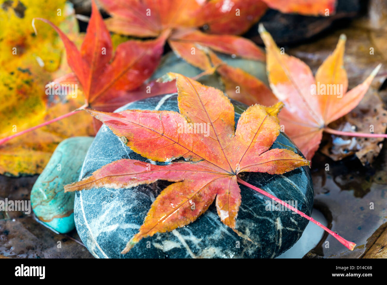 Acer palmatum, called Japanese Maple or Smooth Japanese Maple on log with mushroom Stock Photo