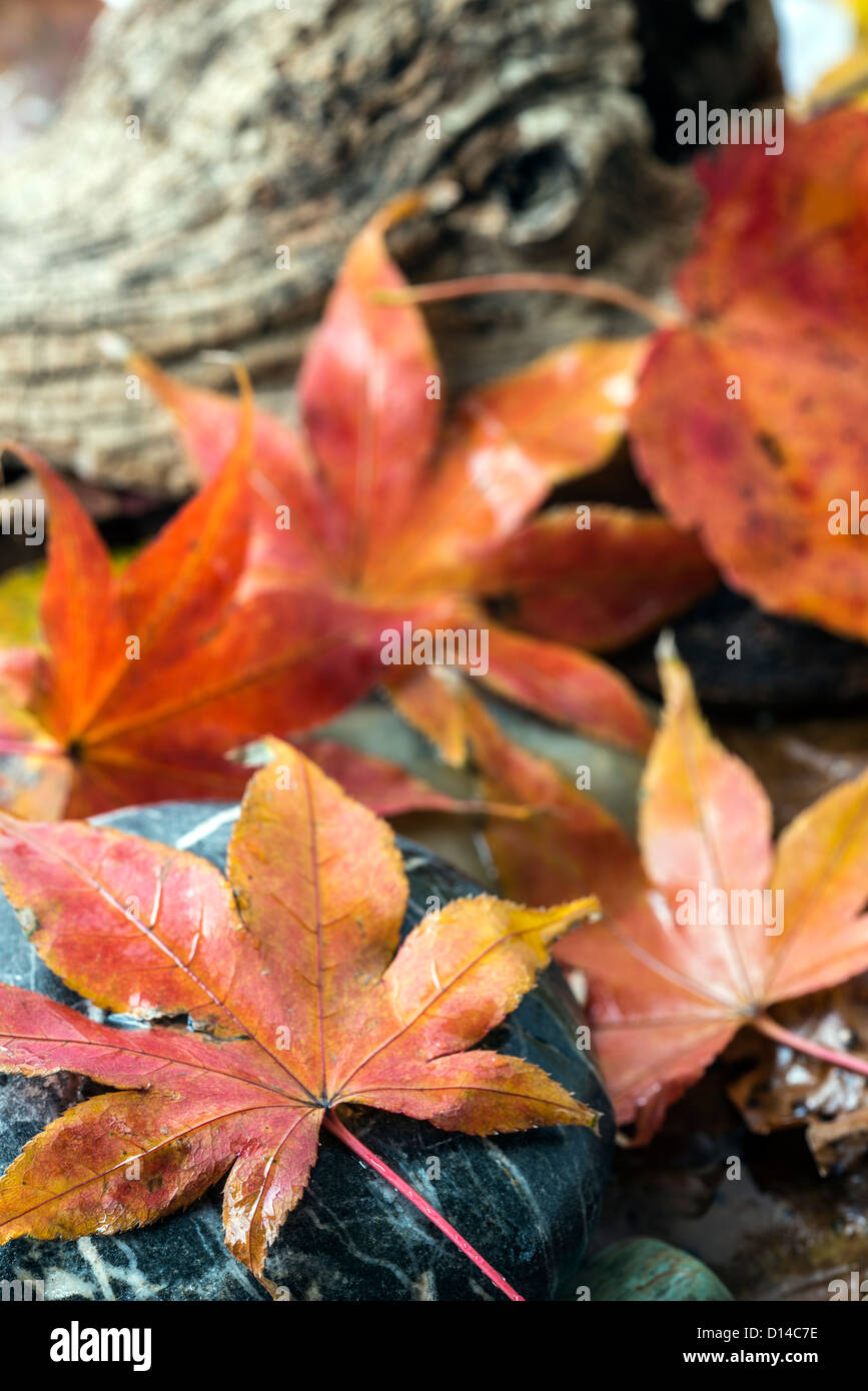 Acer palmatum, called Japanese Maple or Smooth Japanese Maple on log with mushroom Stock Photo