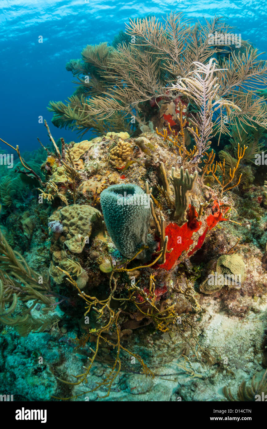Coral reef underwater Stock Photo