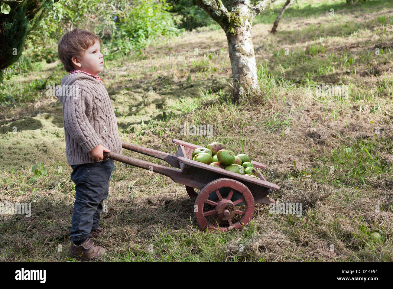Toddler boy pushing wheelbarrow of fruit Stock Photo
