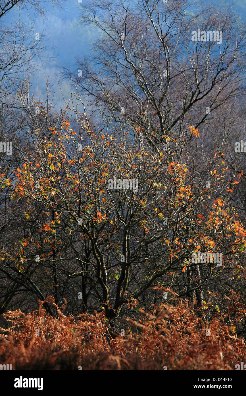 Devil's Punch bowl trees in Autumn, Surrey Hills, England Stock Photo