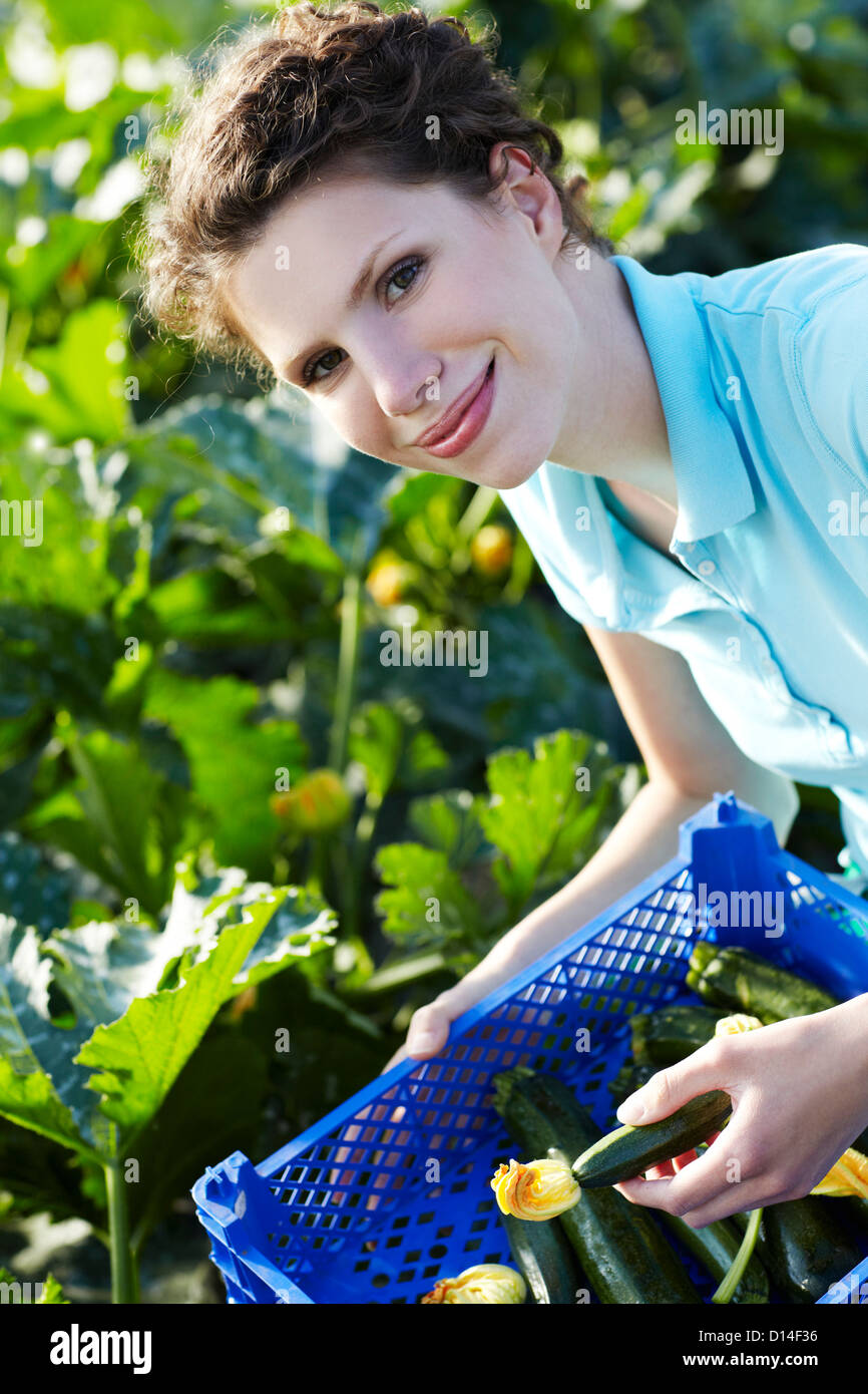 young woman working in greenhouse collecting courgettes Stock Photo
