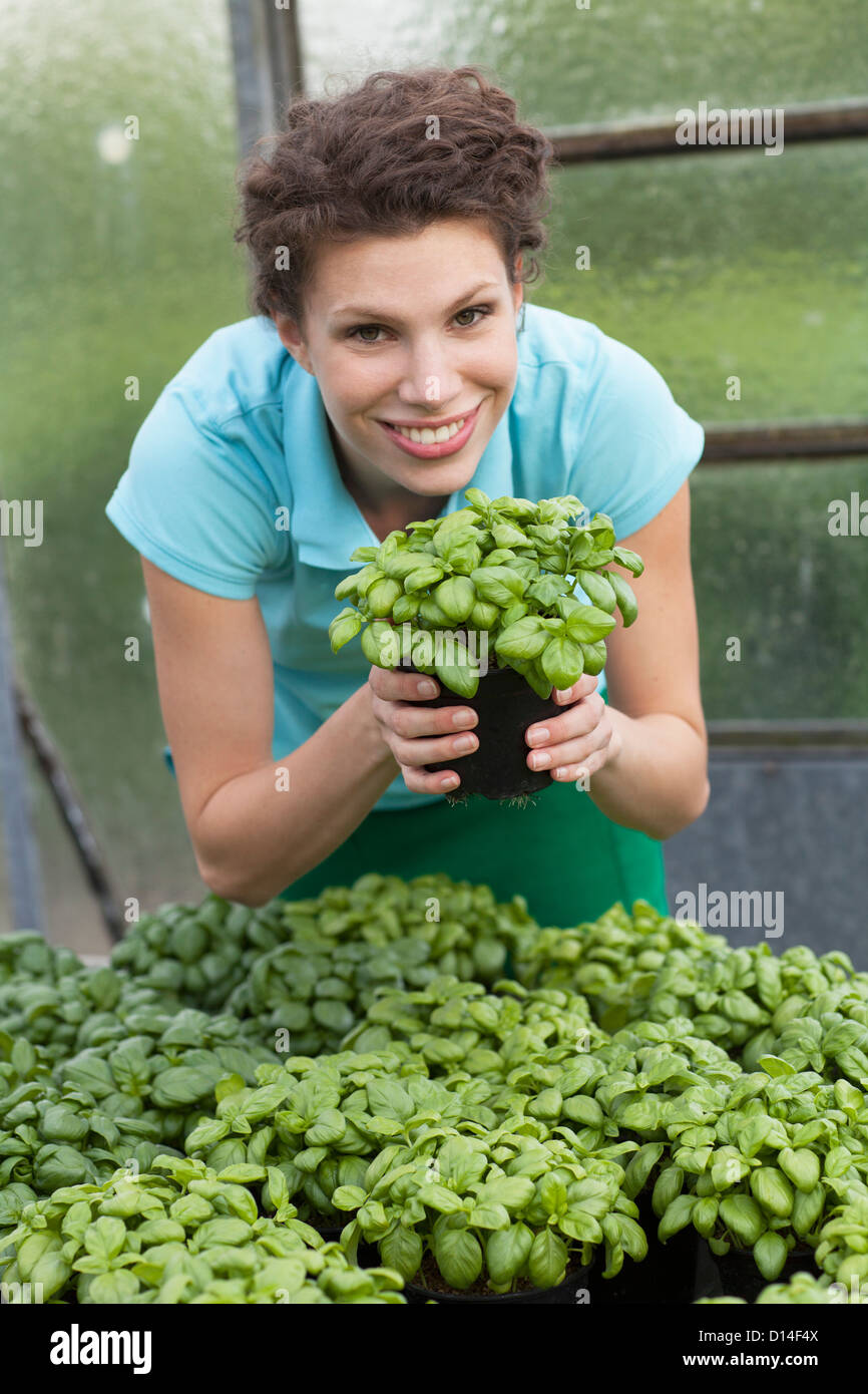 young woman in greenhouse with basil Stock Photo