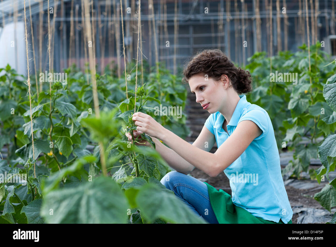 young woman working in greenhouse growing tomatoes Stock Photo