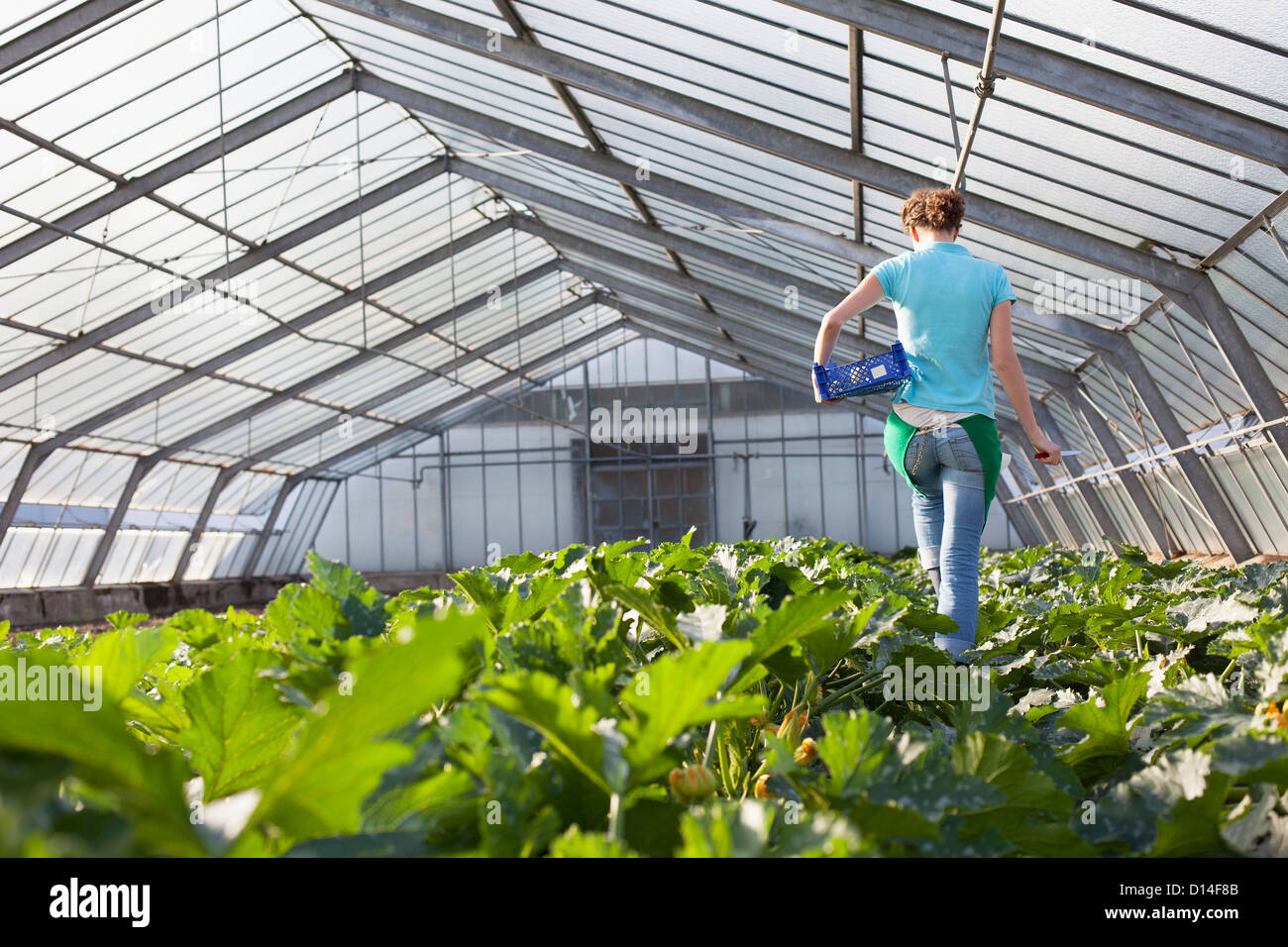 young woman working in greenhouse collecting courgettes Stock Photo