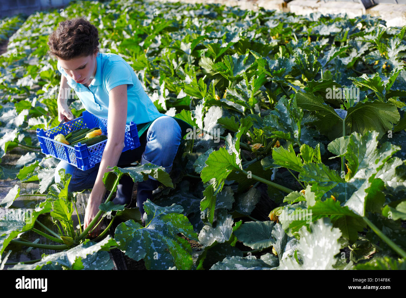 young woman working in greenhouse collecting courgettes Stock Photo