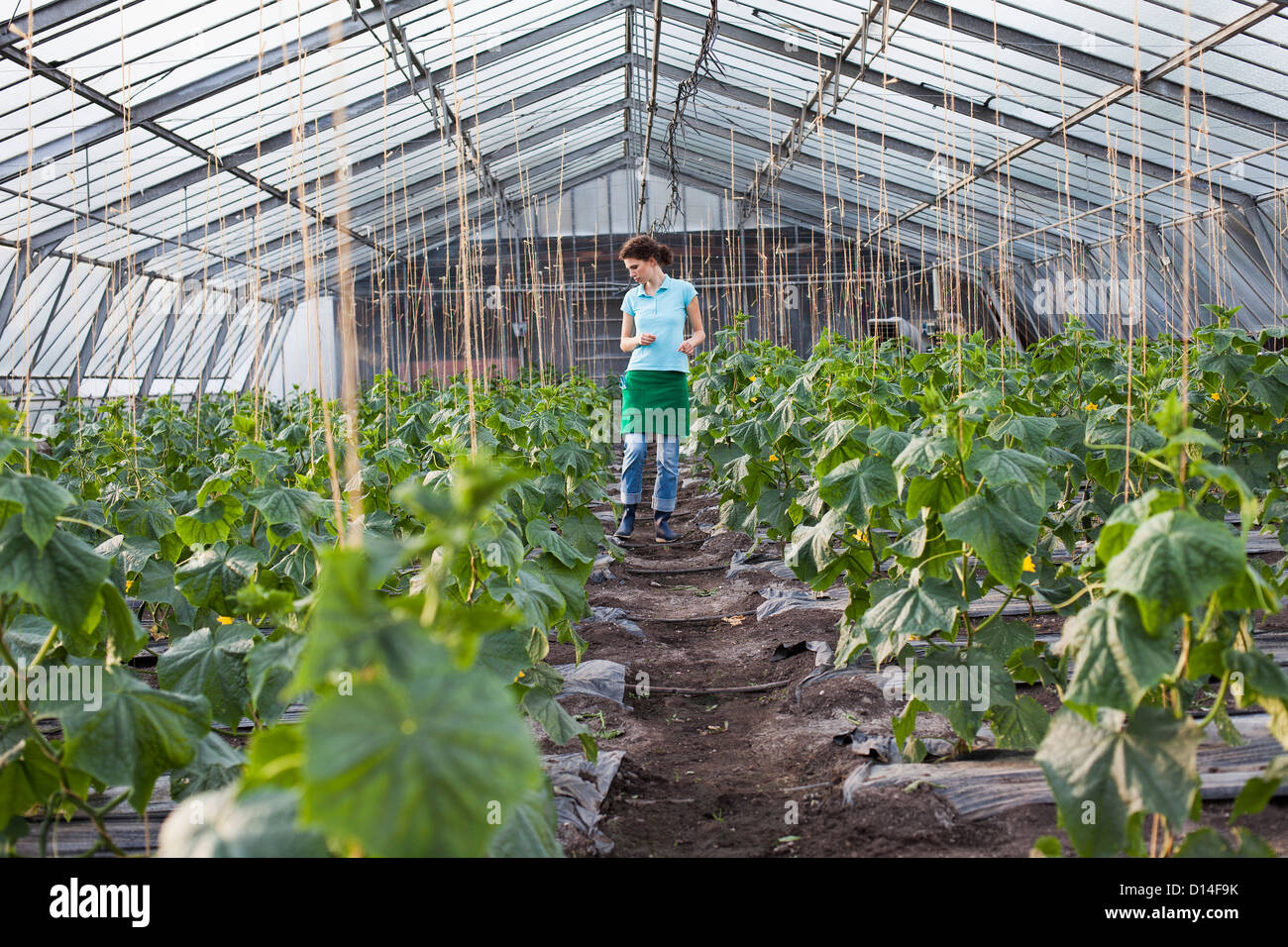 young woman working in greenhouse growing tomatoes Stock Photo
