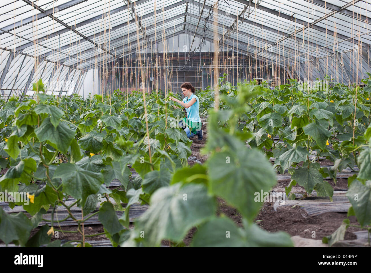 young woman working in greenhouse growing tomatoes Stock Photo