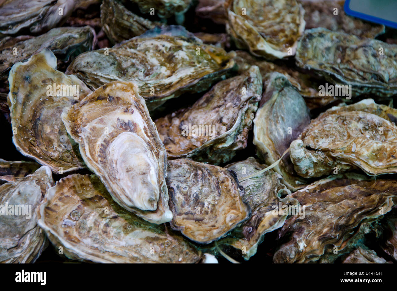 Oysters, Paris Market, Paris, France Stock Photo Alamy