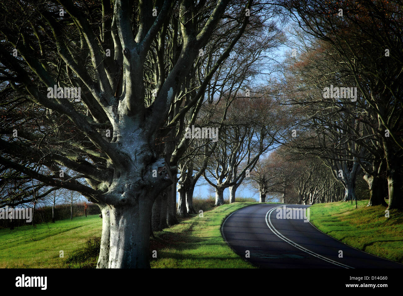 Beech trees lined road near Kingston Lacey, Dorset, England Stock Photo