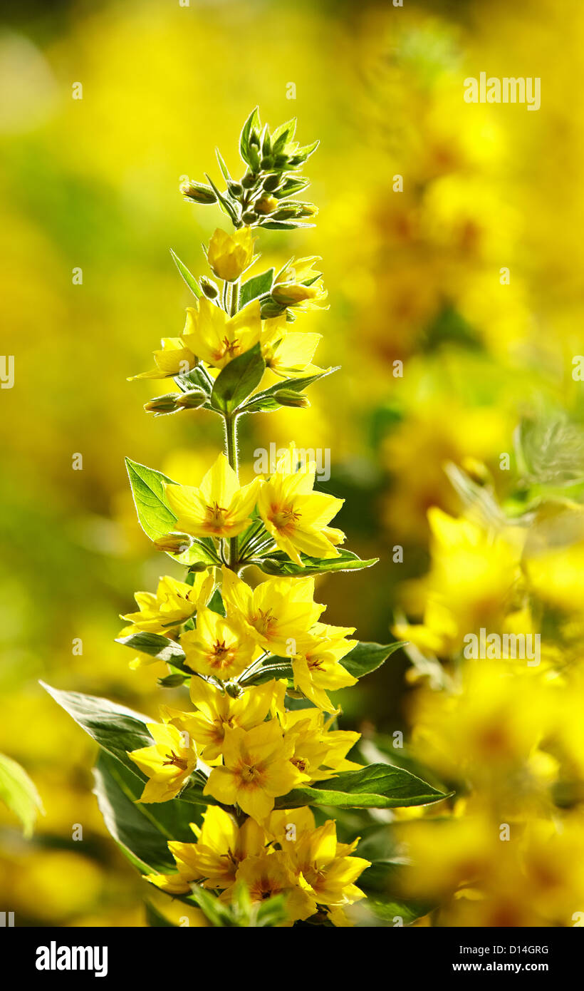 Stalk of yellow flowers outdoors Stock Photo Alamy