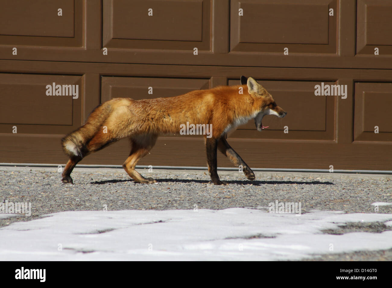Wild, Red Fox walking across a partially snow covered driveway of a house in the suburbs of a small city, yawning. Stock Photo