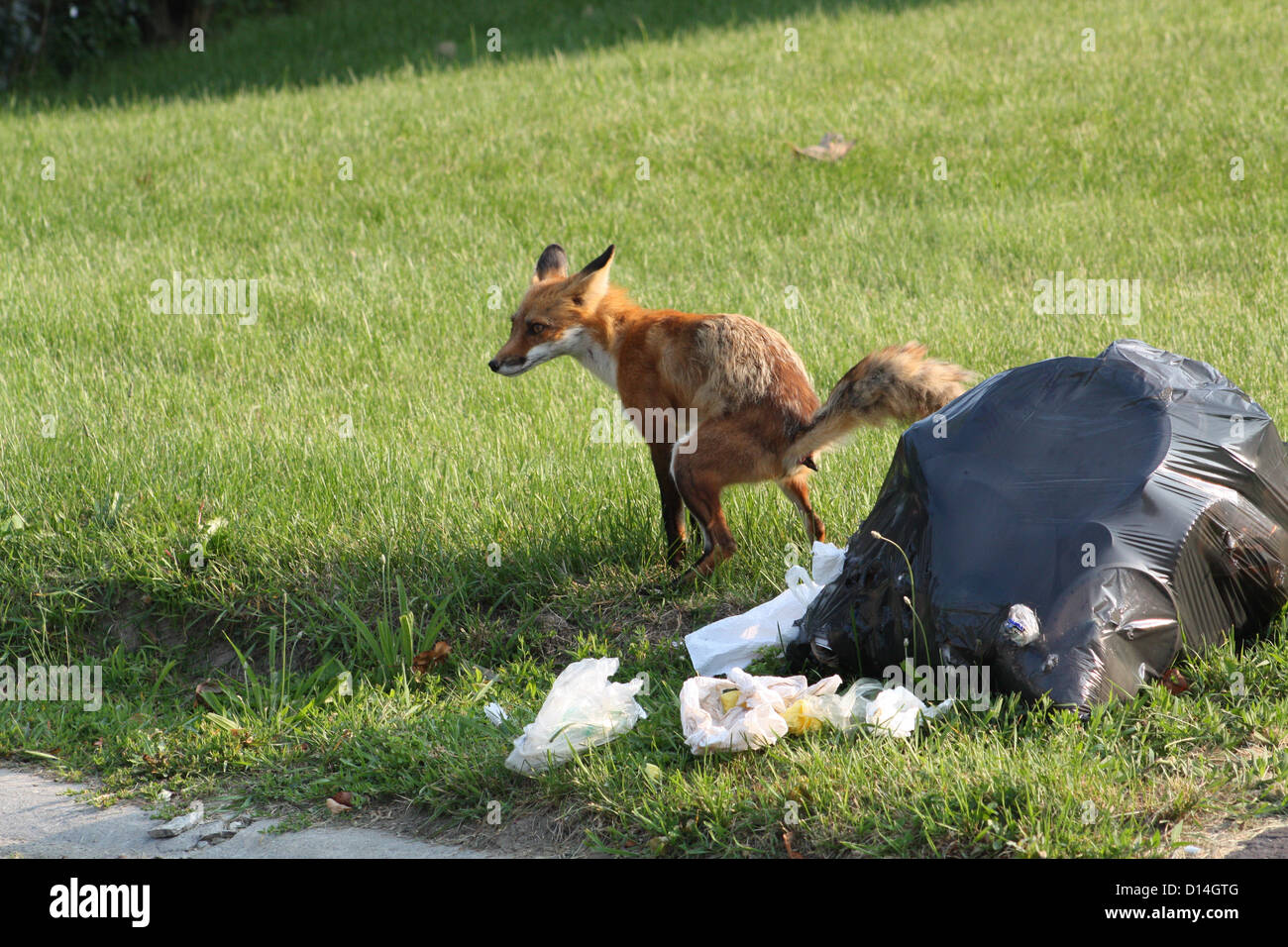 Red Fox (defecating on lawn) next to a trash bag in a residential
