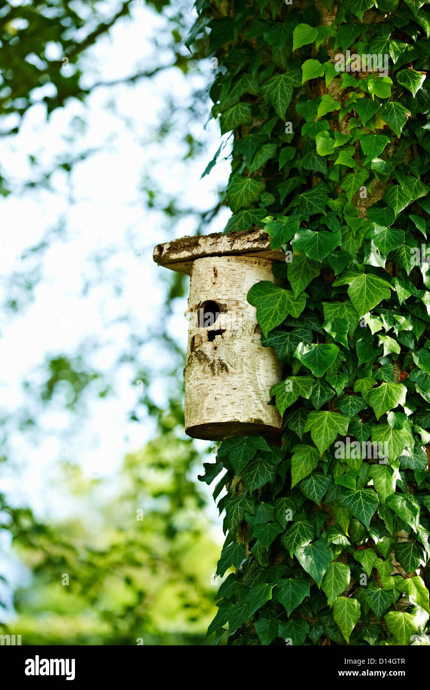 Birdhouse on ivy tree in backyard Stock Photo