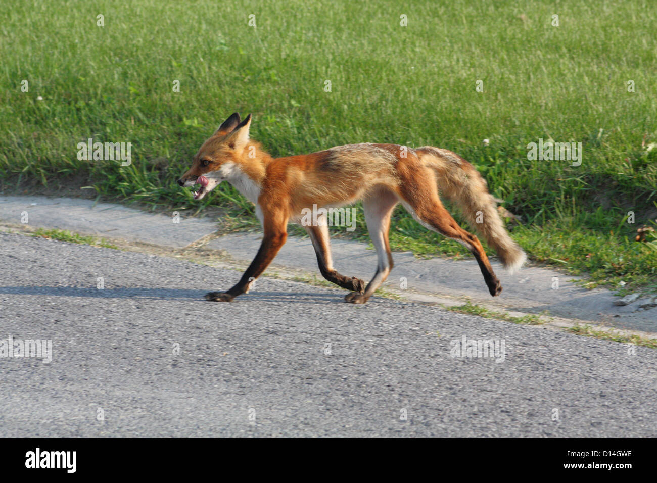 Wild Red Fox walking at the edge of a road, in a residential