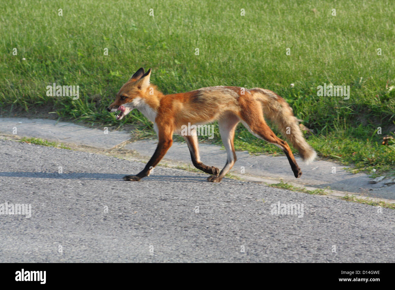 Wild Red Fox walking at the edge of a road, in a residential neighborhood. Stock Photo
