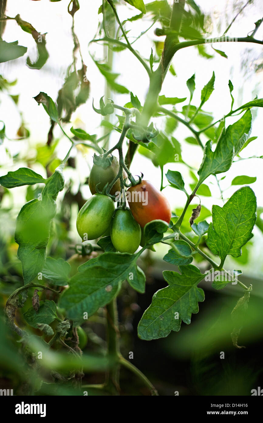 Tomatoes growing on vine outdoors Stock Photo Alamy
