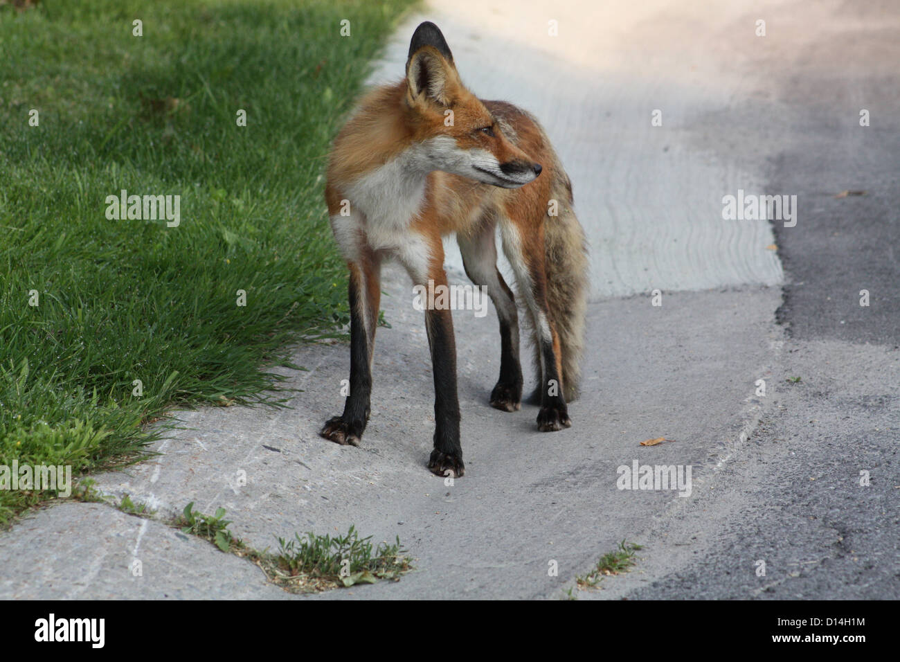Wild Red Fox walking at the edge of a road, in a residential neighborhood. Stock Photo