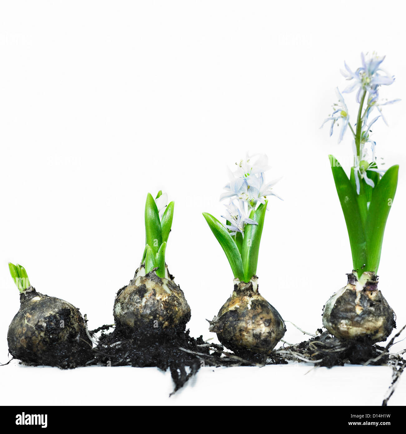 Stages of bulb growth to flower Stock Photo Alamy
