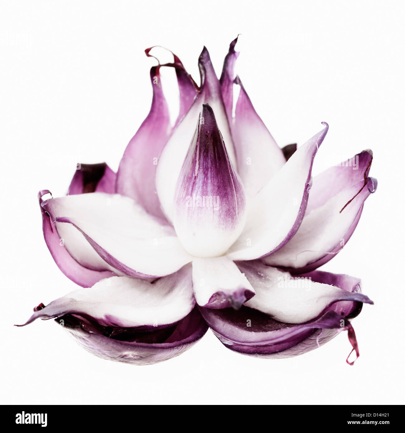 Close up of blooming onion Stock Photo