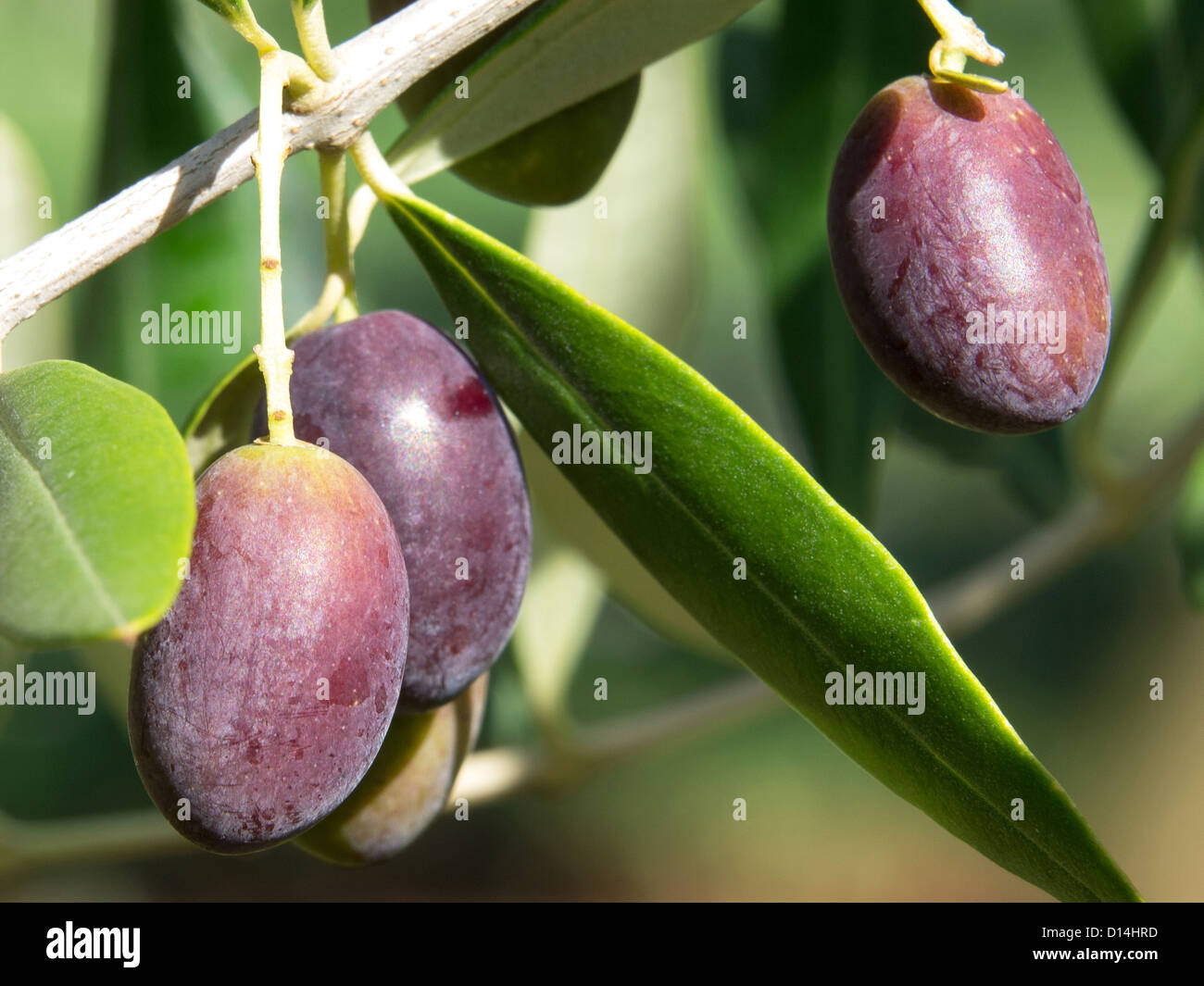 black olives on the olive tree Stock Photo Alamy