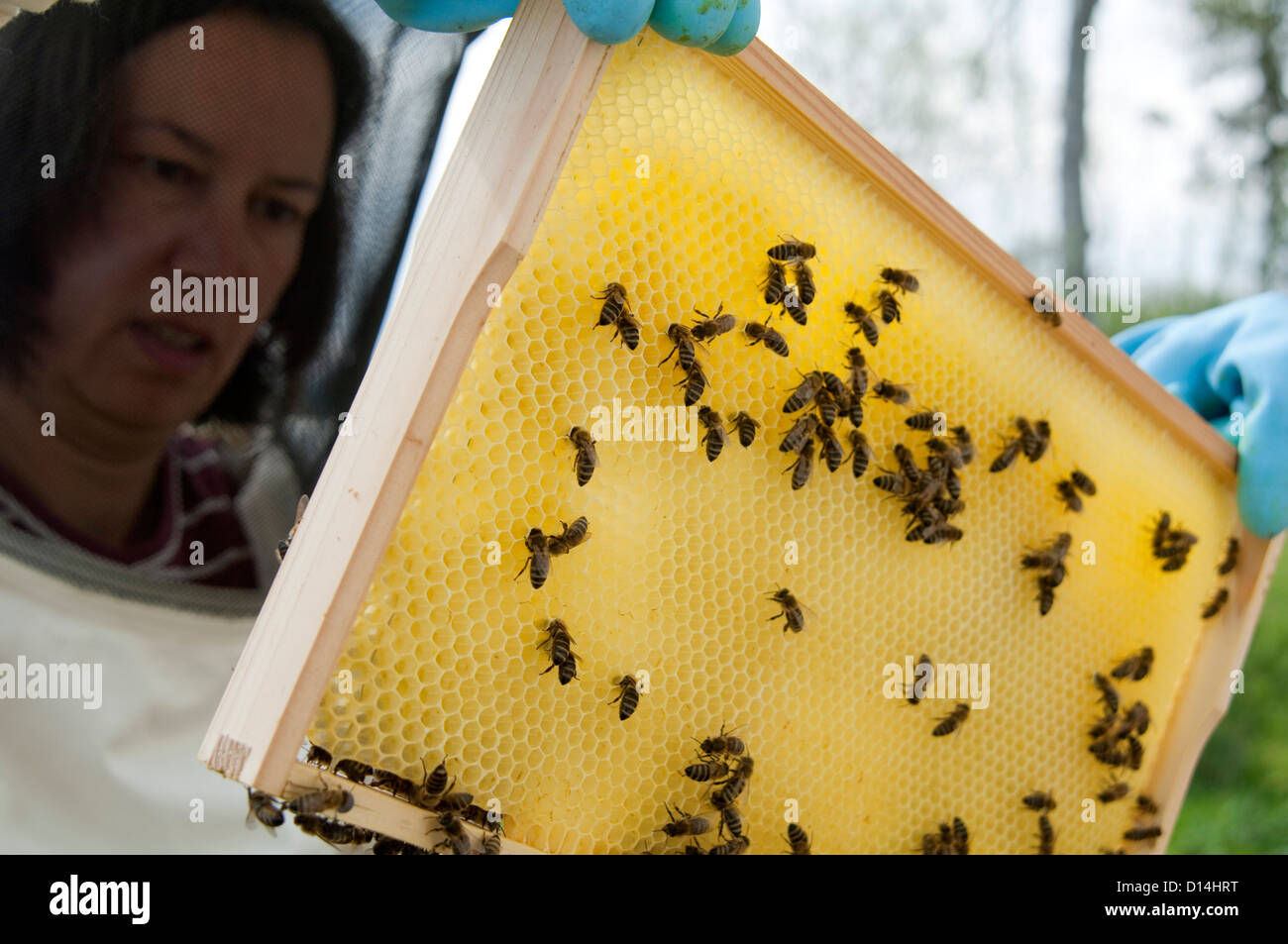 Female beekeeper with bee frame Stock Photo