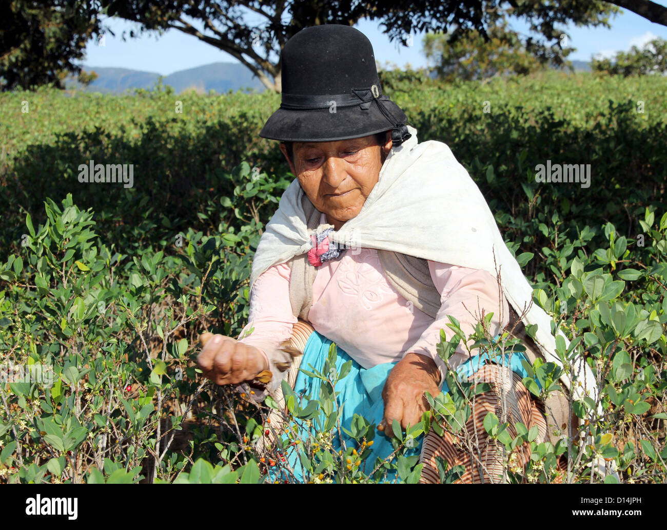 Old woman harvesting coca leaves in Bolivia South America Stock Photo