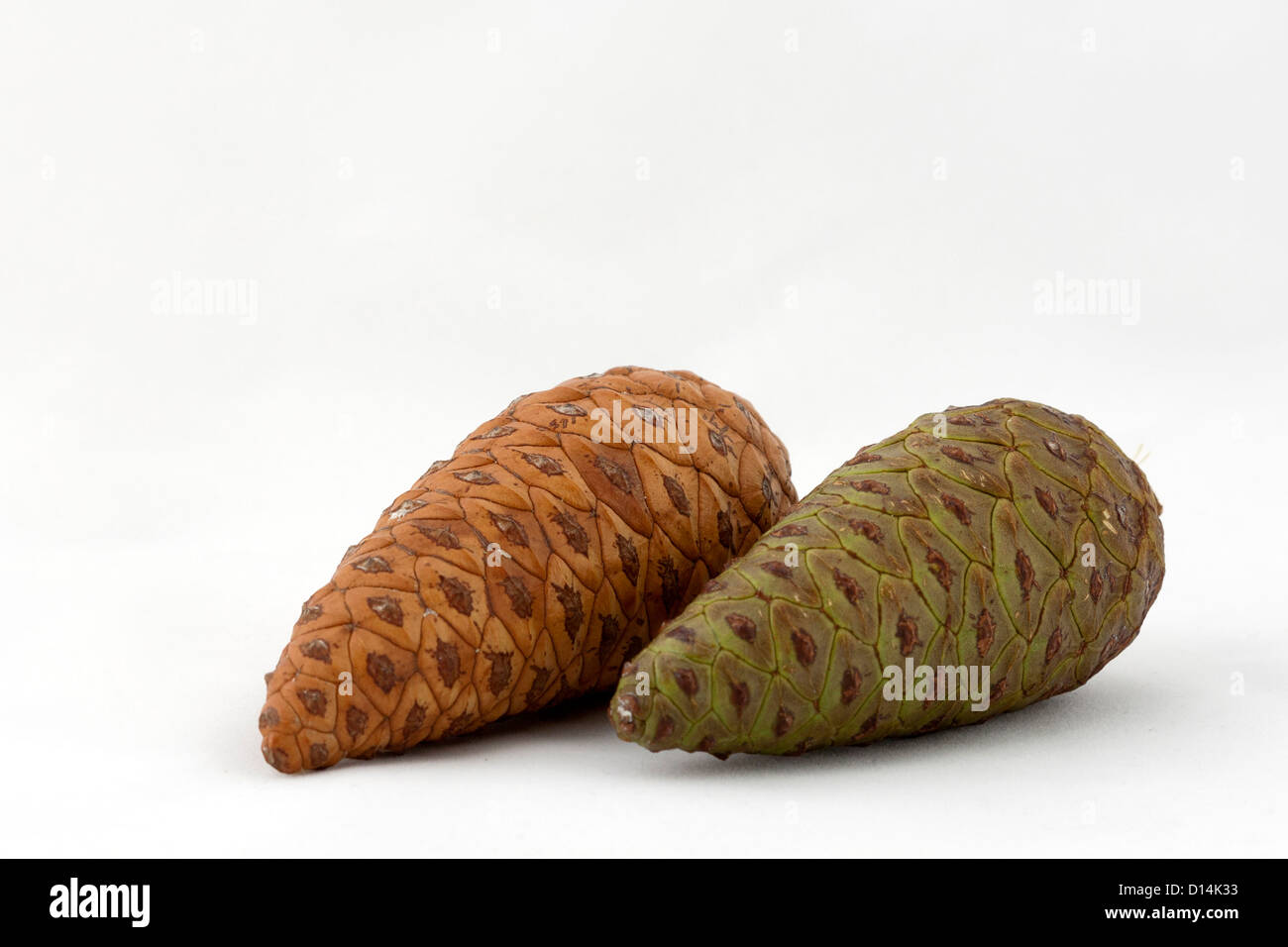 Set of two pine cones on different stages of growth Stock Photo