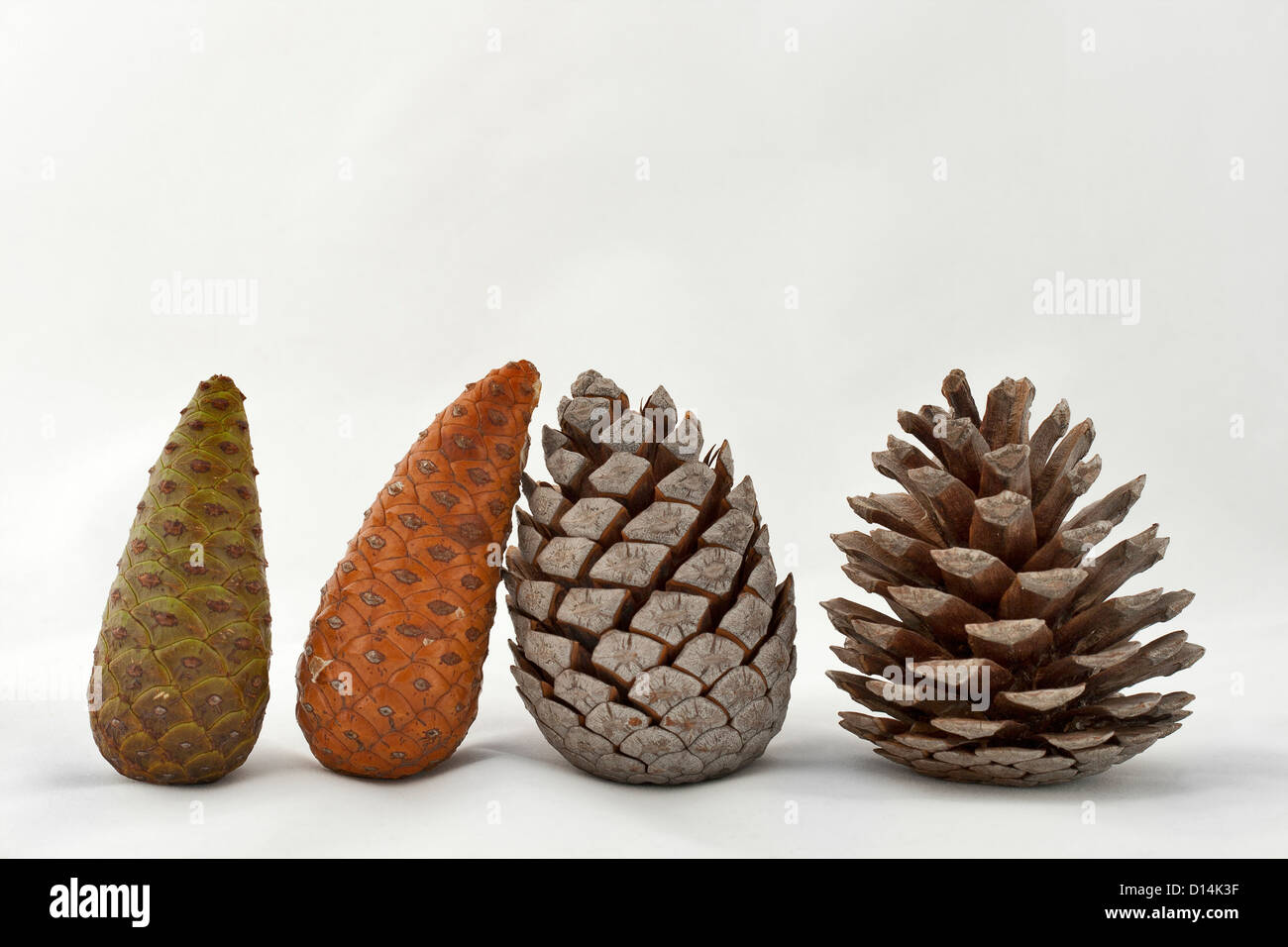Set of four pine cones on different stages of growth against white background Stock Photo