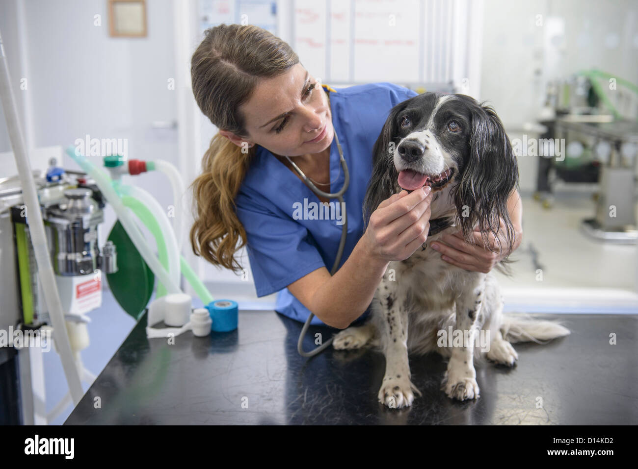 Veterinarian examining dog in office Stock Photo