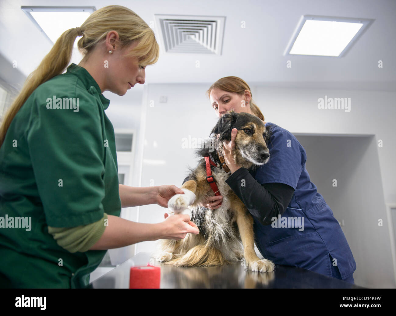 Veterinarian and nurse examining dog Stock Photo
