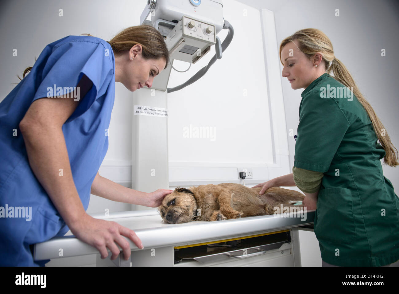 Veterinarian getting x-rays of dog Stock Photo