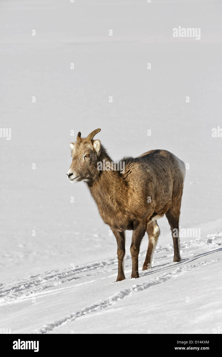 Bighorn Sheep female standing in the snow Stock Photo