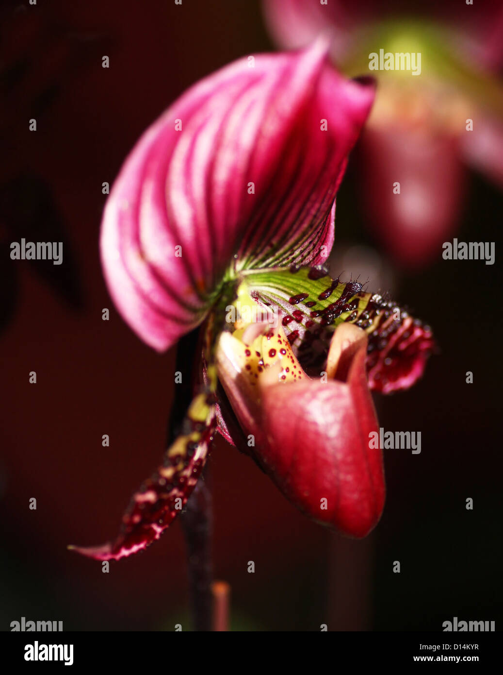 Paphiopedilum Hung Sheng 'Red Apple' Slipper Orchid flower Stock Photo