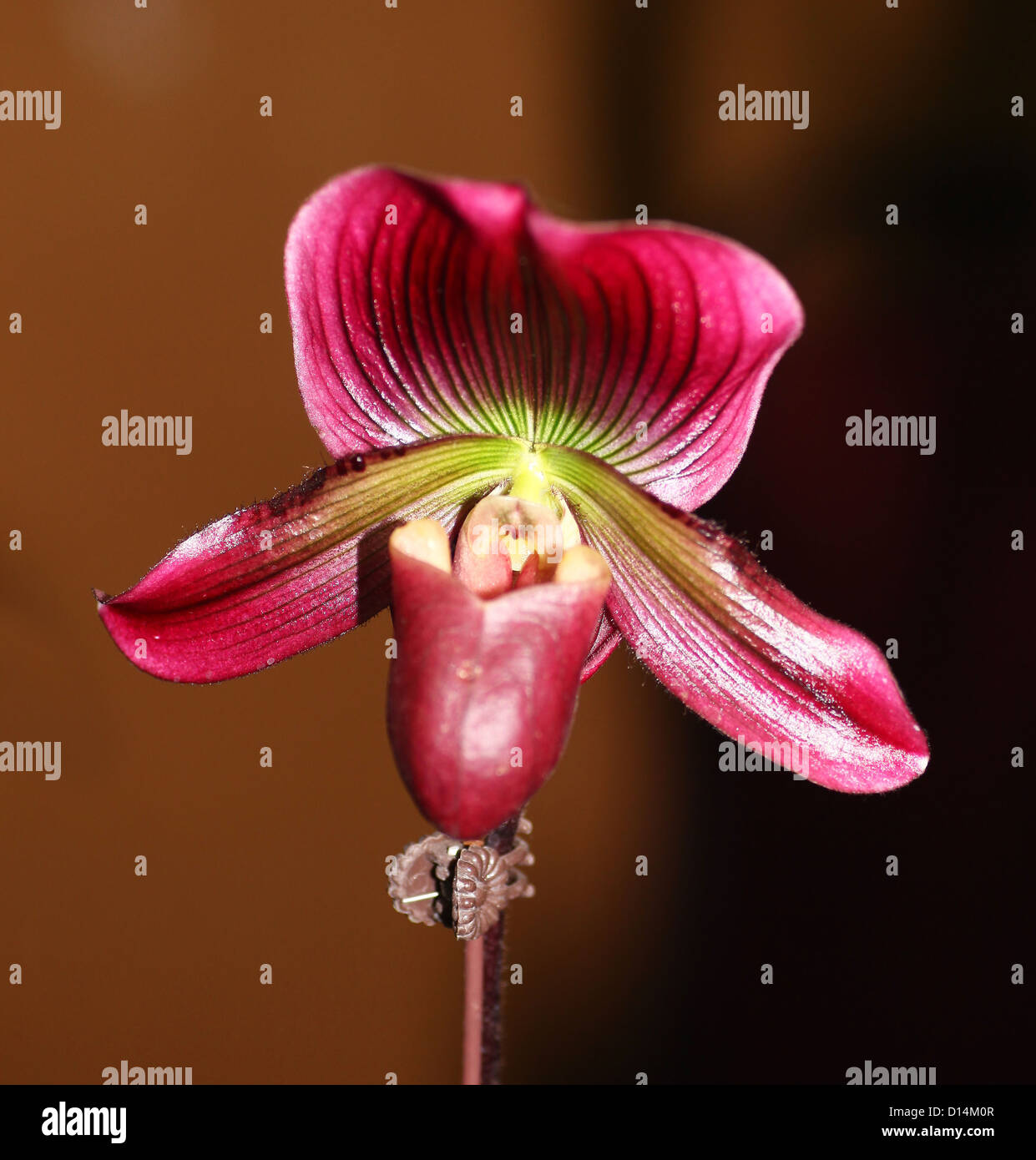 Paphiopedilum Hung Sheng 'Red Apple' Slipper Orchid flower Stock Photo