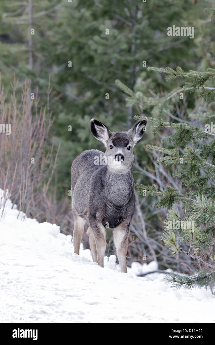 A young yearling Mule Deer watching in the snow Stock Photo