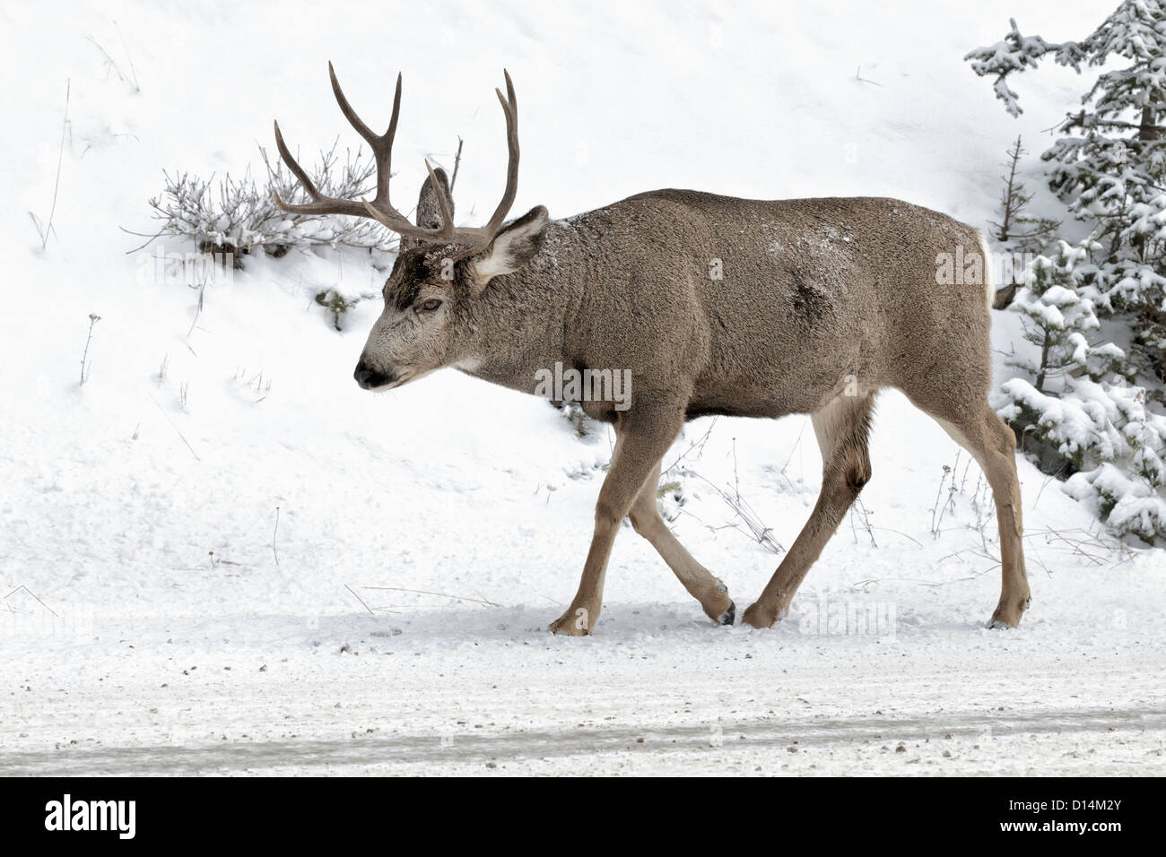 A male Mule Deer walking along a snowy track Stock Photo Alamy