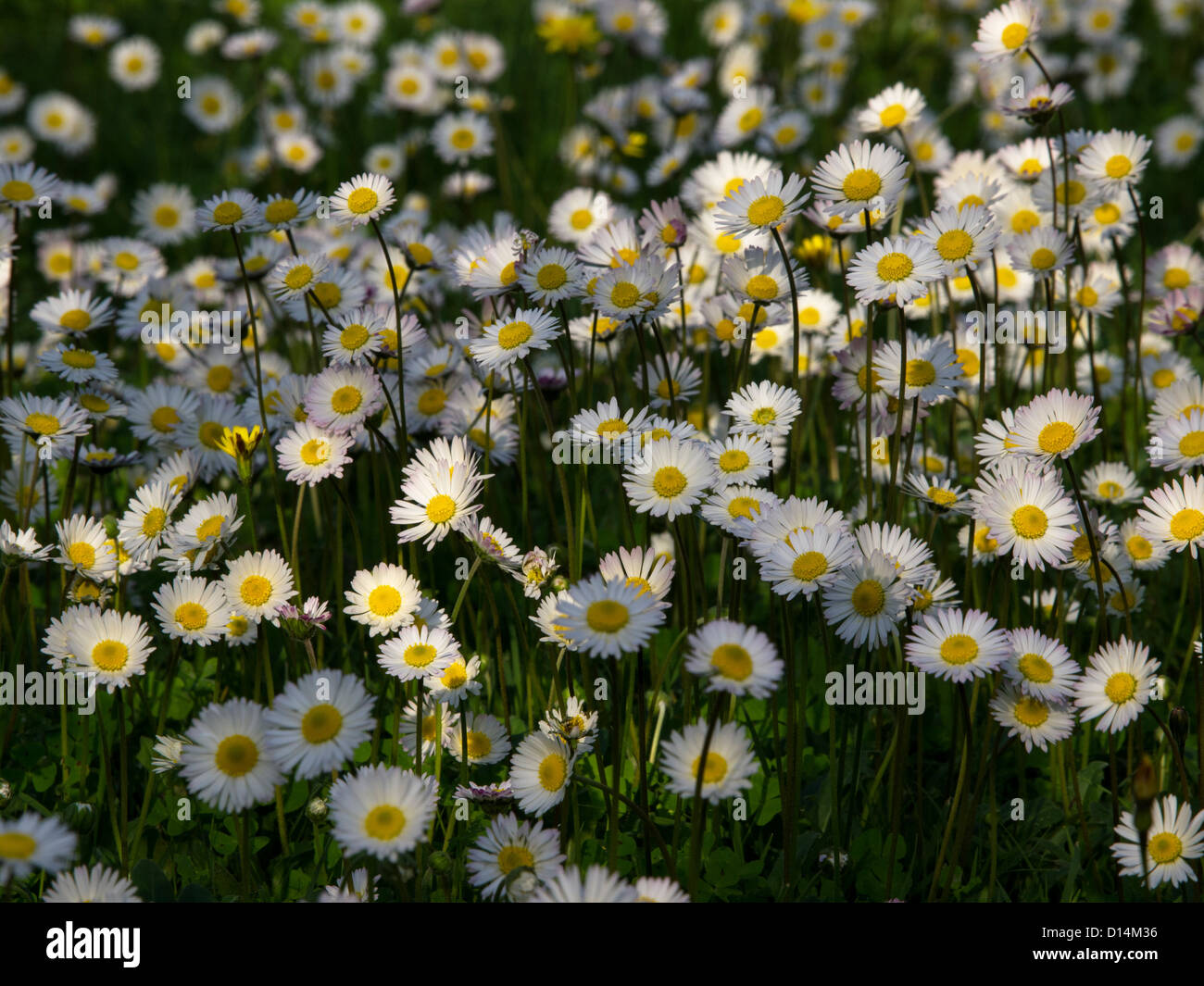 daisy flowers on the field Stock Photo - Alamy