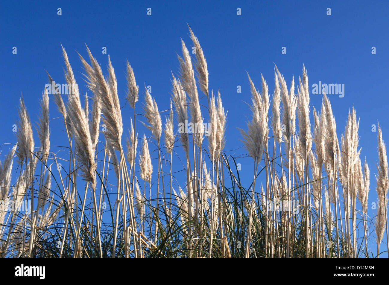 Pampas Grass - John Gollop Stock Photo