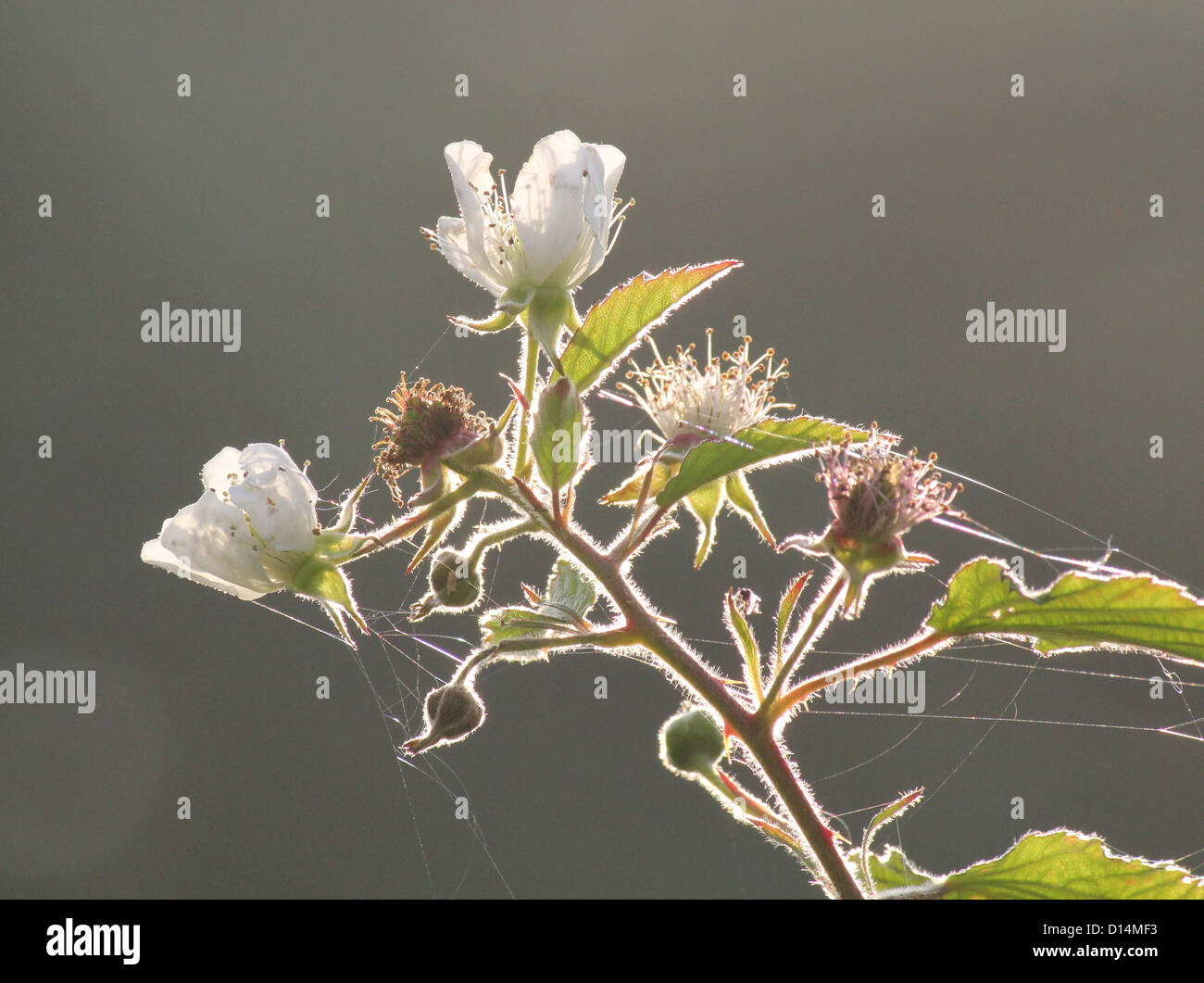 Backlit Blackberry flowers in the evening summer sun Stock Photo