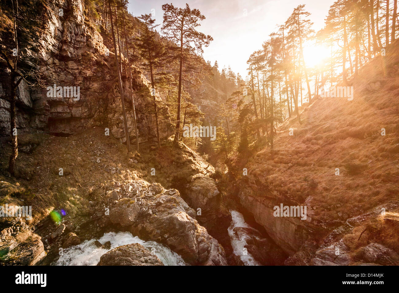 Trees growing on rocky rural hillside Stock Photo Alamy