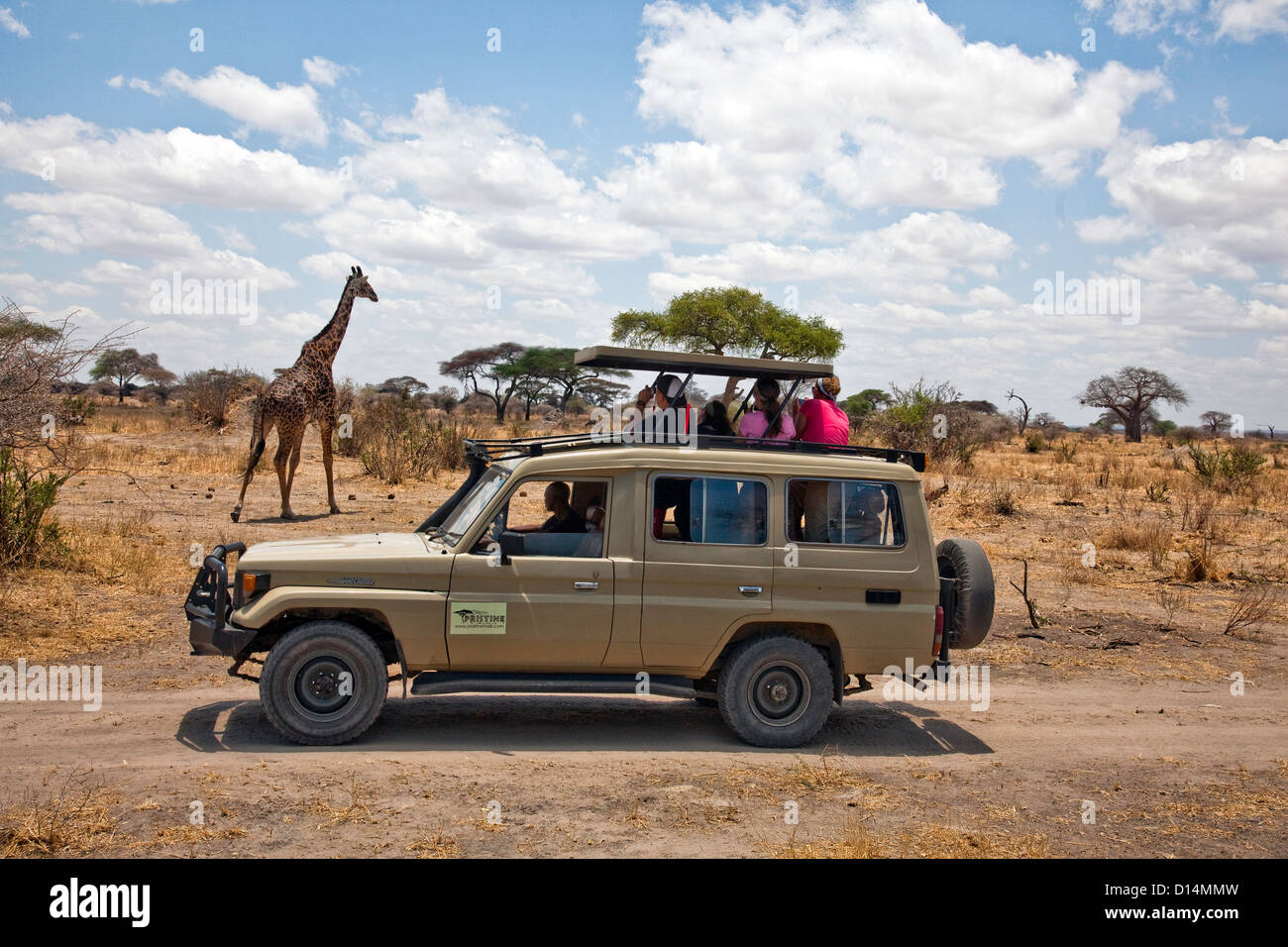 african safari giraffe