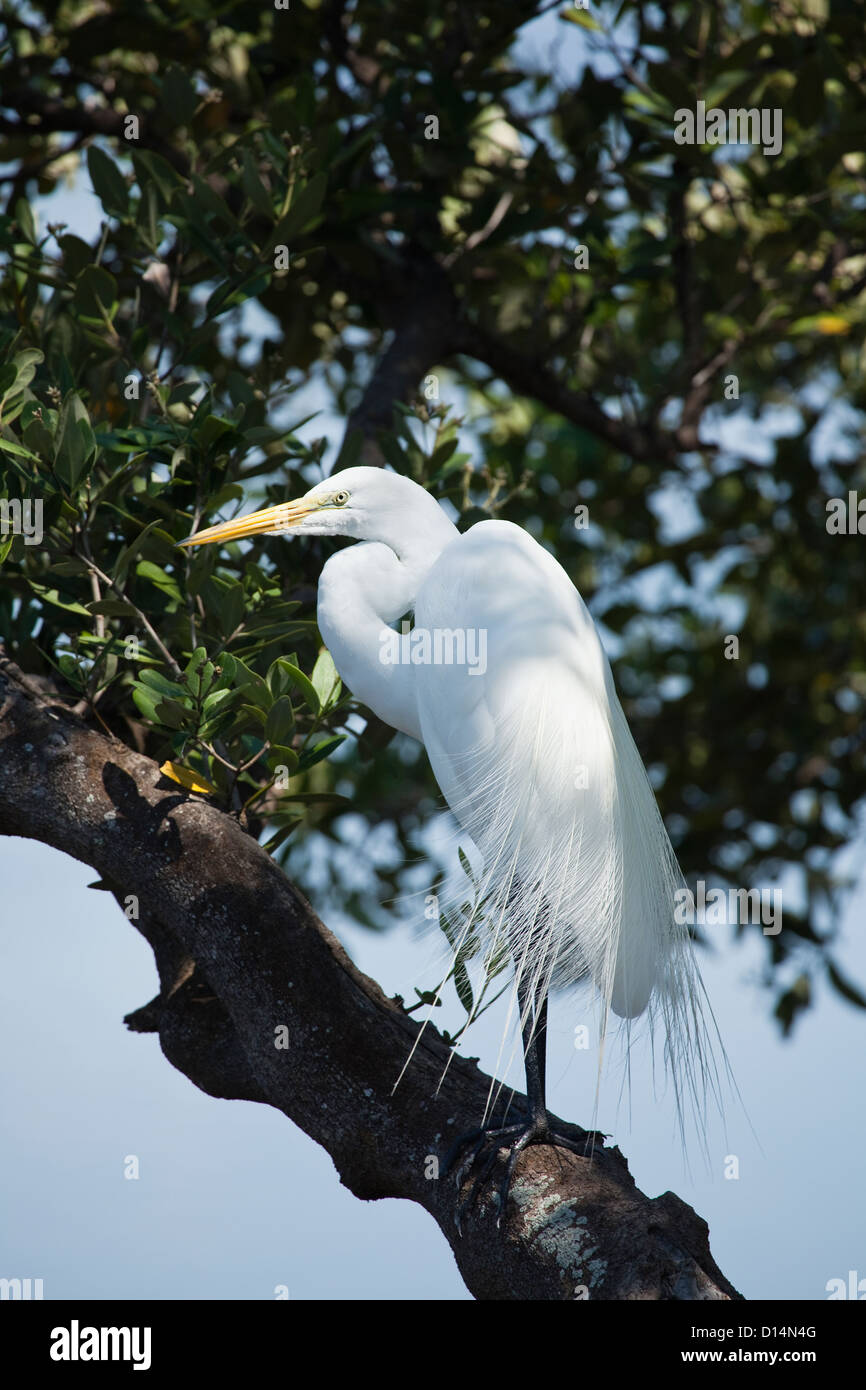 USA, Florida, St. Petersburg, low angle view of Great Egret Stock Photo