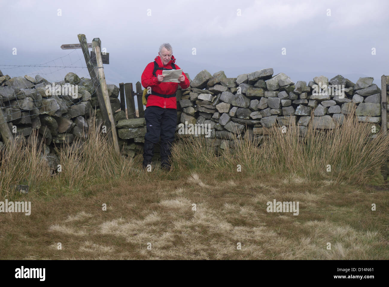 Male walker age 66 reading map Aye Gill Pike, Rise Hill, Dentdale Yorkshire Dales with the Howgill Fells behind Stock Photo