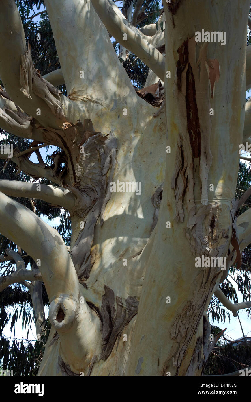 Eucalyptus tree uk hi-res stock photography and images - Alamy