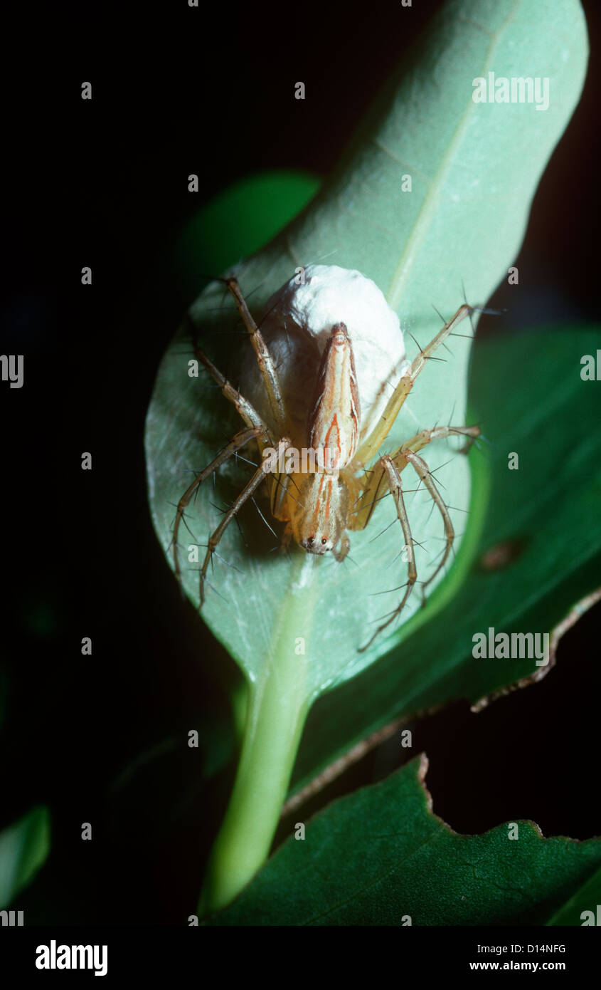 Lynx spider (Oxyopes javanus: Oxyopidae) guarding her egg-sac, in rainforest, Sulawesi Stock Photo