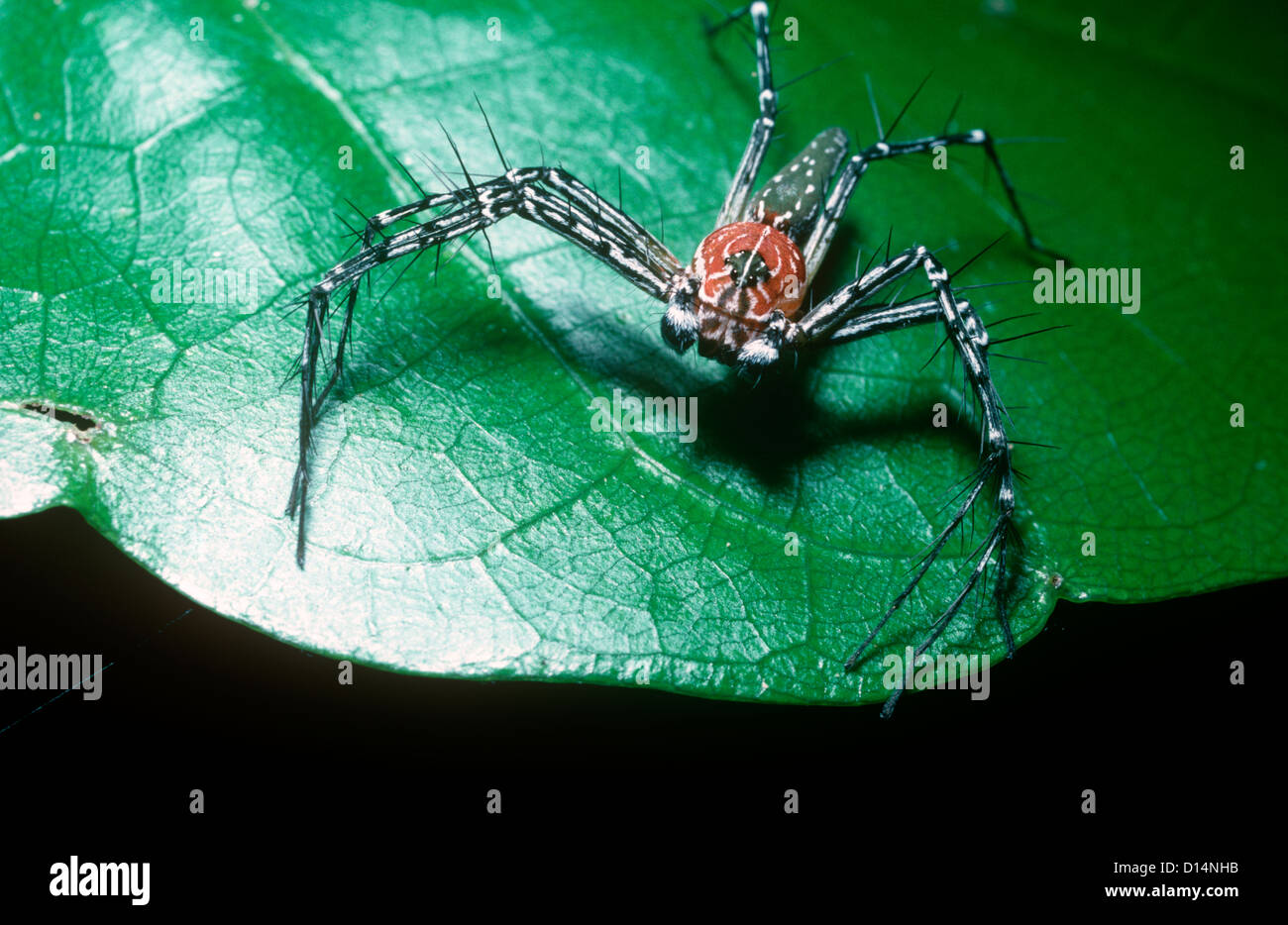 Lynx spider (Oxyopes superbus: Oxyopidae) male in rainforest, Sulawesi Stock Photo